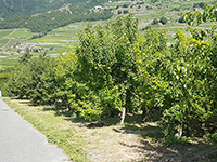 Photo3