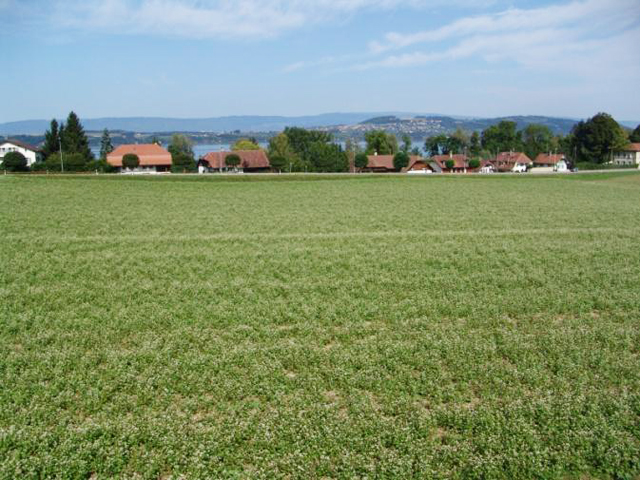 Faoug - Villa individuelle 8.5 pi&egrave;ces